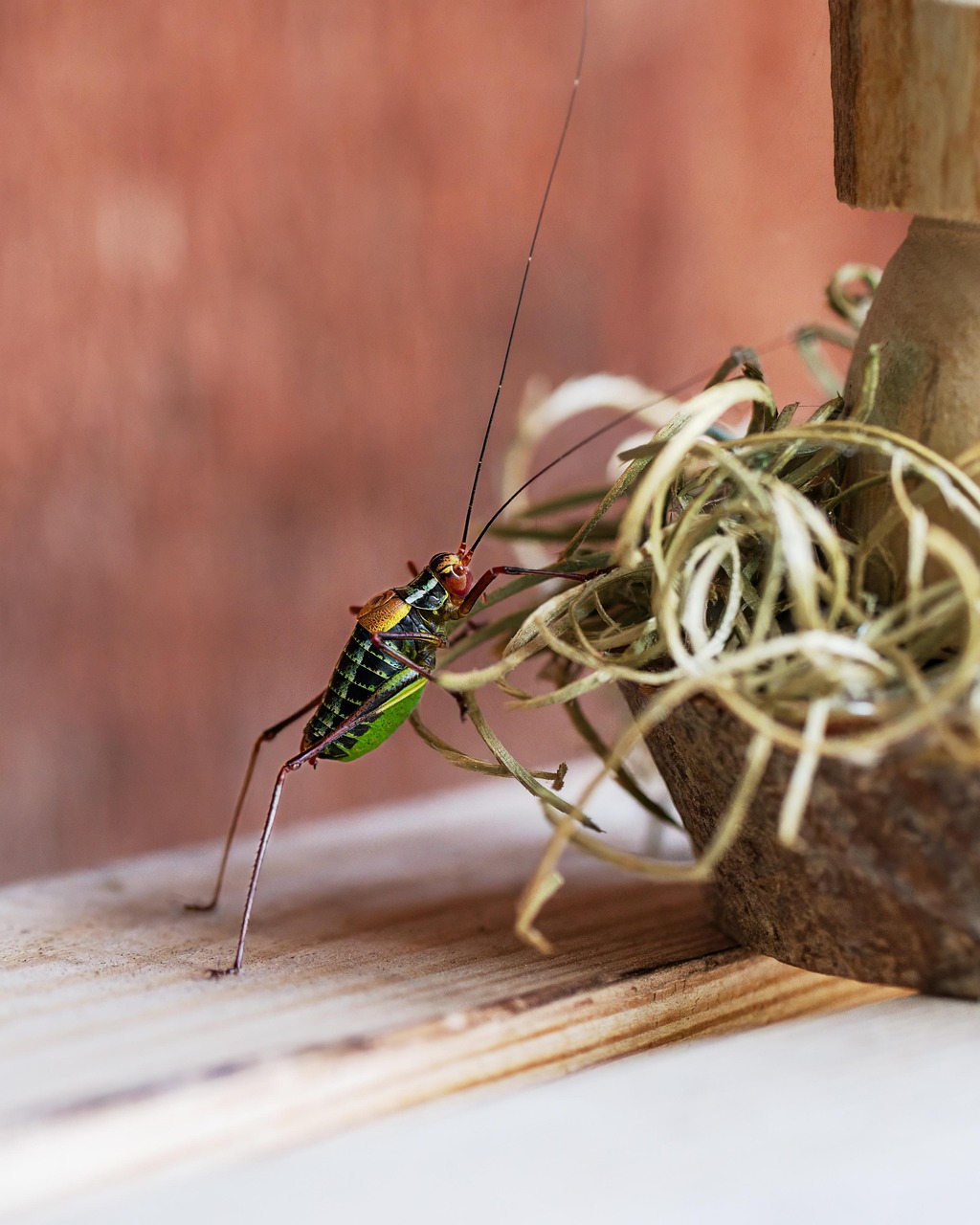 Home grasshopper, hardwood cricket, insect, sensor, wildlife, animal photography, climb
